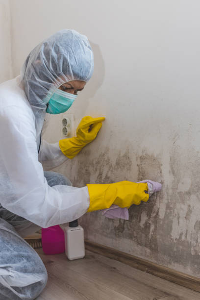 Mold Odor Removal Services